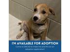 Adopt Rebel a Black Mouth Cur, Jack Russell Terrier