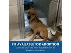 Adopt Clover a Black Mouth Cur, Jack Russell Terrier