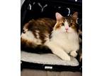 Adopt Charlotte a Maine Coon, Calico