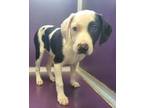 Adopt Hotdog - Mobile Adoption Unit a Labrador Retriever, Mixed Breed