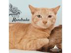Adopt Mandrake a Domestic Short Hair