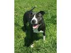 Adopt Amy a Pit Bull Terrier
