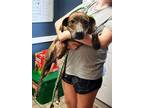 Adopt Miss Cookie a Mountain Cur