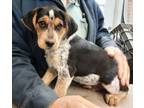 Adopt Oreo a Beagle