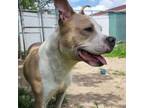Adopt Malerie (In shelter) a Pit Bull Terrier