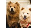 Adopt Candy & Grizz bonded Pair a Chow Chow