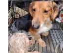 Adopt Delilah a Beagle, Spaniel