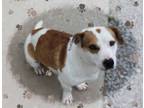 Adopt Bessie a Basset Hound, Jack Russell Terrier