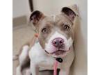 Adopt Nilla Wafer A50196008 a Pit Bull Terrier