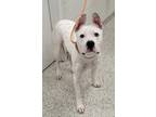 Adopt Bugs Bunny a Pit Bull Terrier, Mixed Breed
