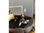 Adopt PRENTIS a Beagle, Basset Hound
