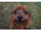 Adopt Nugget a Yorkshire Terrier