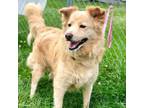 Adopt Doodle a Mixed Breed