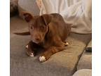 Adopt Cocoa Puff a Labrador Retriever