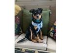 Adopt Mickey a Mixed Breed, Rottweiler