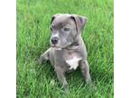 Adopt SCOUT a American Staffordshire Terrier