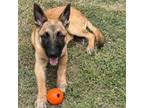 Adopt Kourtney---Coming Soon a German Shepherd Dog