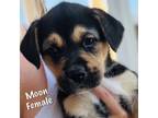 Adopt Moon a Husky, German Shepherd Dog