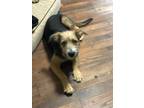 Adopt Candia a Airedale Terrier, Terrier