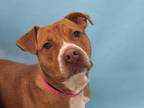 Adopt Pracie a Pit Bull Terrier, Mixed Breed