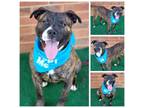 Adopt Norman a Staffordshire Bull Terrier