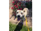 Adopt Travis a Jack Russell Terrier, American Staffordshire Terrier
