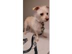 Adopt Archie a Yorkshire Terrier, Terrier