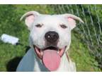 Adopt Cookie a Terrier, American Bully