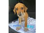 Adopt Harold a Hound, Pit Bull Terrier