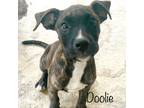 Adopt Doolie a Black Mouth Cur, Boxer