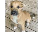Adopt Dave a Black Mouth Cur, Boxer