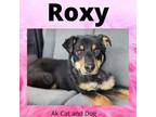 Adopt Roxy a Husky