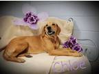 Adopt Chloe a Labrador Retriever, Golden Retriever