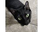 Adopt Lucille a Bombay, Domestic Short Hair