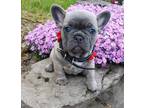 loving blue french bulldog puppies for sale