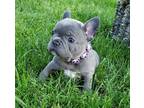 sociable french bulldog puppies for sale