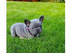 Very cute french bulldog puppies for sale