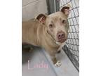 Adopt LADY a Pit Bull Terrier