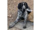 Adopt Fernando a Great Dane, Bluetick Coonhound