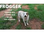 Adopt Frogger a Terrier