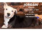Adopt Jordan a Pit Bull Terrier