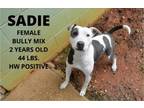 Adopt Sadie a American Bully