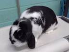 Adopt OREO a Bunny Rabbit, Holland Lop
