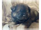 Chow Chow PUPPY FOR SALE ADN-393463 - CKC Chow Puppy