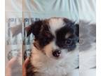 Chihuahua PUPPY FOR SALE ADN-393231 - Three CKC Much loved Chihuahua babies