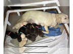 Labrador Retriever PUPPY FOR SALE ADN-393236 - Labrador Retriever Puppies in