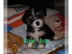 Chorkie PUPPY FOR SALE ADN-393425 - Cute and fluffy little puppy