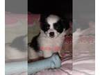 Chihuahua-Pom-Shi Mix PUPPY FOR SALE ADN-393608 - Cute and fluffy little puppy