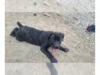 Cane Corso PUPPY FOR SALE ADN-393465 - Black brindle cane corso pups