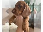 Dachshund PUPPY FOR SALE ADN-393266 - Dachshund purebred puppy